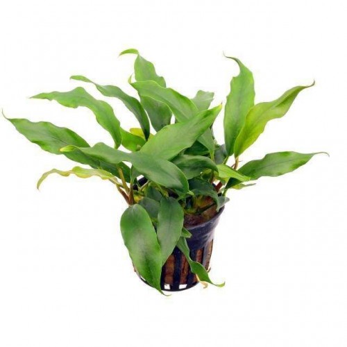 Anubias Barteri var Glabra L280