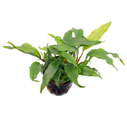 Anubias Barteri var Glabra L280