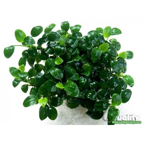 Anubias Barteri var Petite 1 Ad