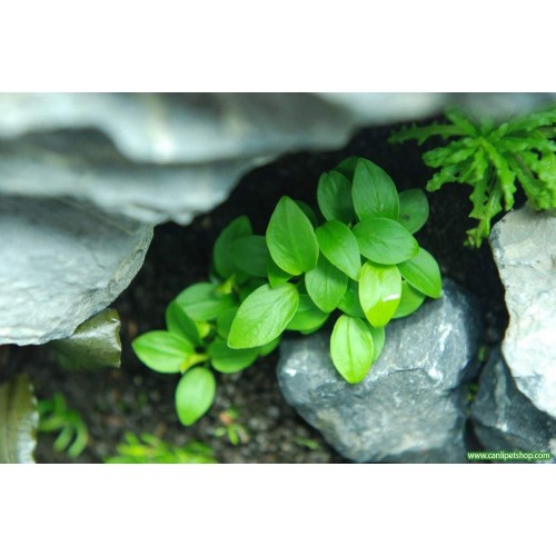 Anubias Barteri var Petite 1 Ad
