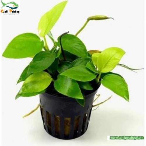 Anubias Nana Gold 5-7 Yapraklı 1 Adet