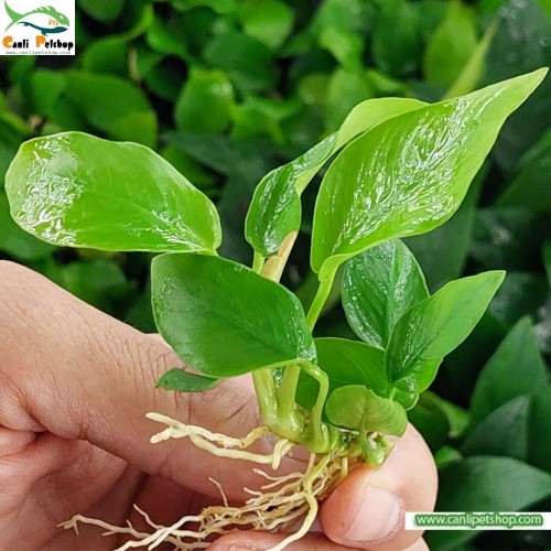 Anubias Nana Gold 5-7 Yapraklı 1 Adet