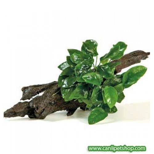 Anubias Kütüğe Tutturulmuş