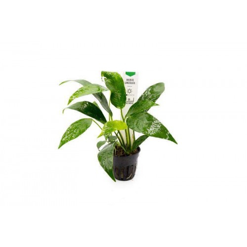 Anubias Lanceolata 1 Ad  L017