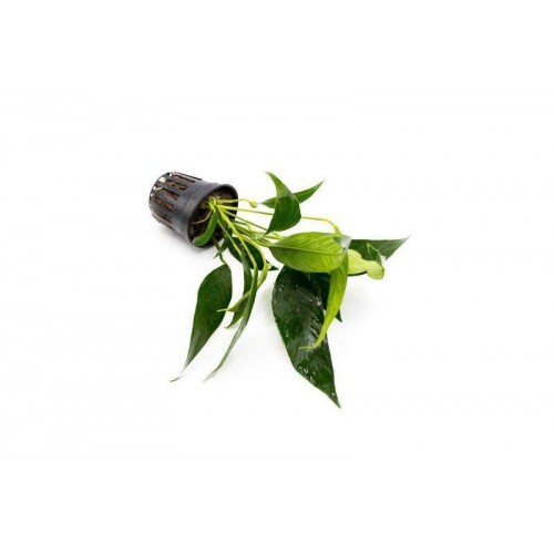 Anubias Lanceolata 1 Ad  L017