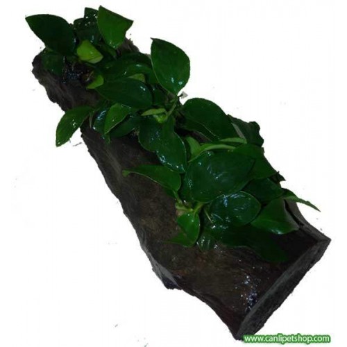 Anubias Kütüğe Tutturulmuş