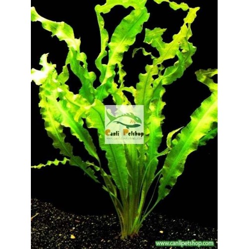 Aponogeton crispus (Bakımı Kolay) 1 Pkt Tohum  (15 Ad Tohum)