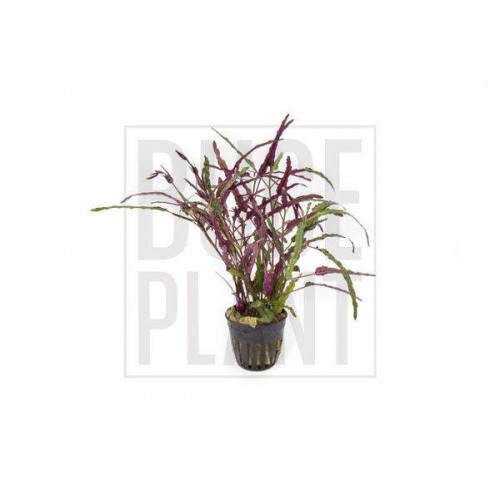 Hemigraphis Repanda / Ejder Dili 4 Kök 8-10 Cm