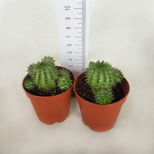 Euphorbia Suzanne Kaktüs 1 saksı