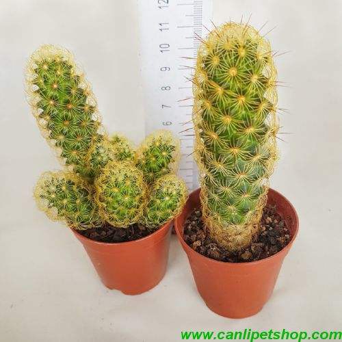 Mammillaria Elongata Lady Finger kaktüsü 1 saksı