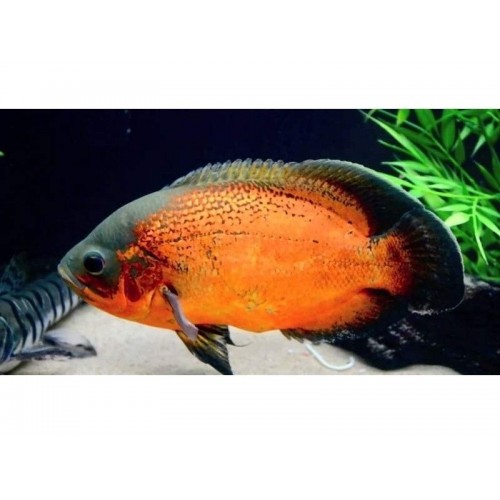 .Astronot Bronz Ciklet 1 Adet 10-12 Cm 