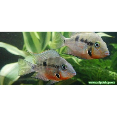 Ateş Ağız Ciklet 2 Ad 3-4 Cm