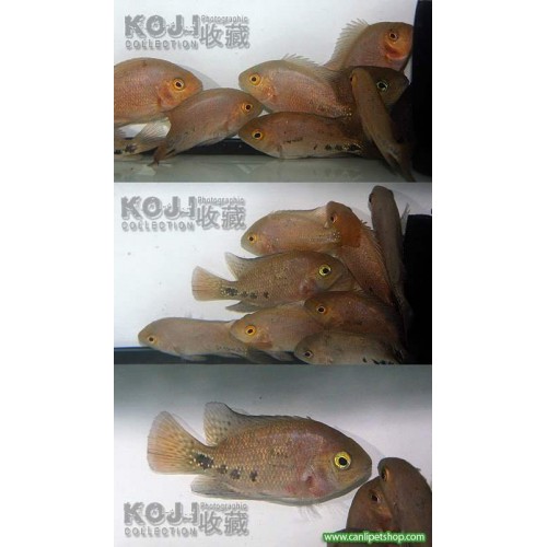Ateş Kafa Ciklet 1 Ad 15 Cm