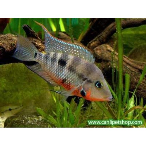 Ateş Ağız Ciklet 1 Ad  3-4 Cm
