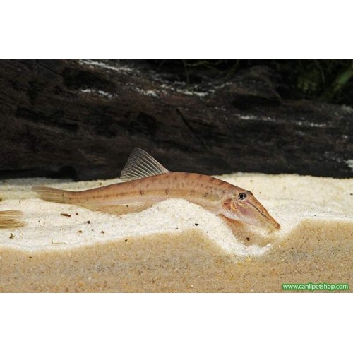 Botia At Surat 1 Adet 4-5 Cm