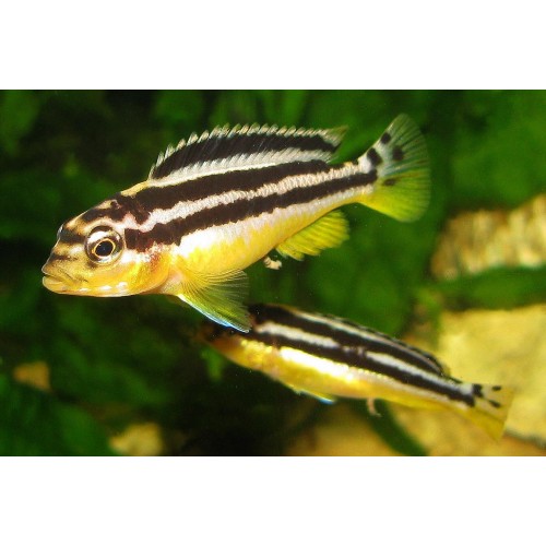 Auratus Ciklet 1 Adet 3-5 Cm
