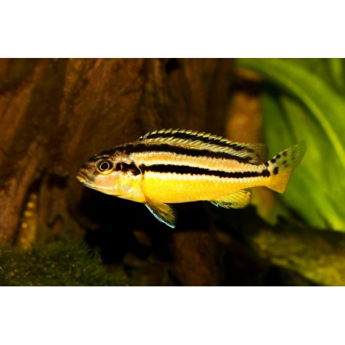 Auratus Ciklet 1 Ad 7-9 Cm