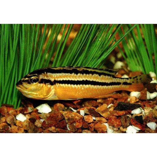 Auratus Ciklet 4 Adet 3-5 Cm