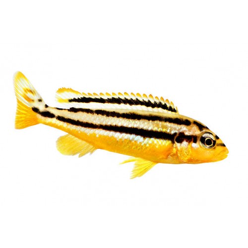 Auratus Ciklet 1 Adet 3-5 Cm