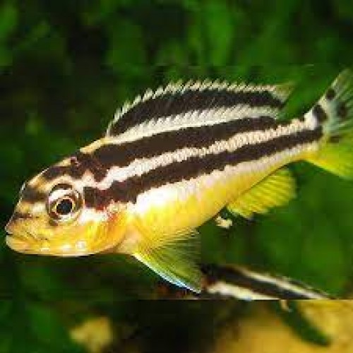 Auratus Ciklet 4 Adet 3-5 Cm