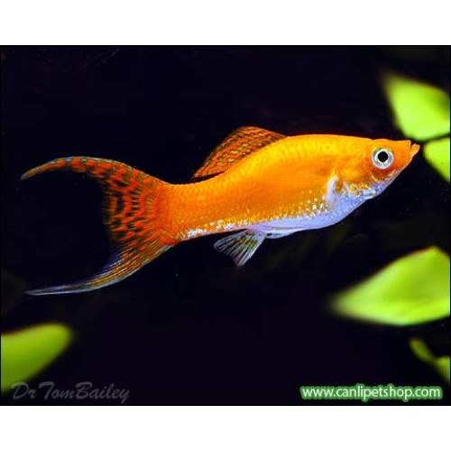 Molly Aykuyruk Portakal 1 Ad 3-4 Cm