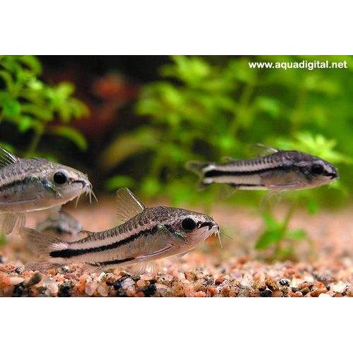 Sipariş Çöpçü Pigme 1 Adet 1-2  Cm