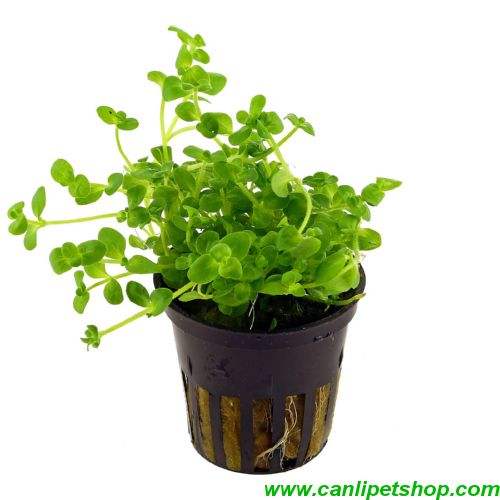 Bacopa Australis  1 Saksı