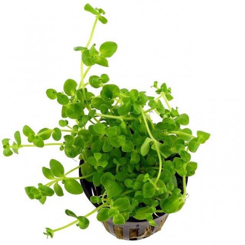 Bacopa Australis  1 Saksı