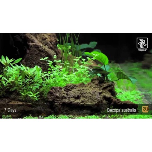Bacopa Australis  1 Buket