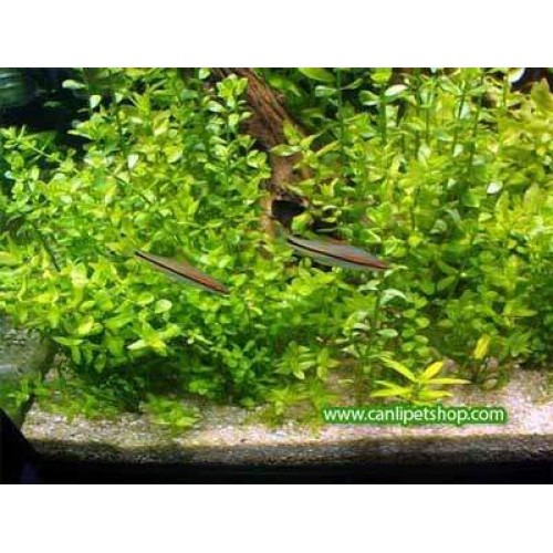 Bacopa Monnieri 10 Adet
