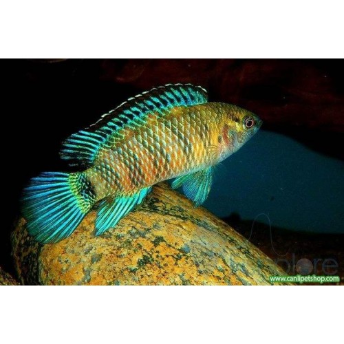 Badis Badis 1 Ad  3-4 Cm