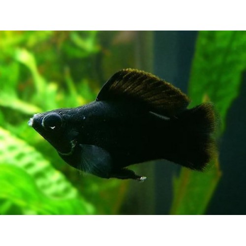 Molly Balon 1 Adet 3-4 Cm FULL BLACK 