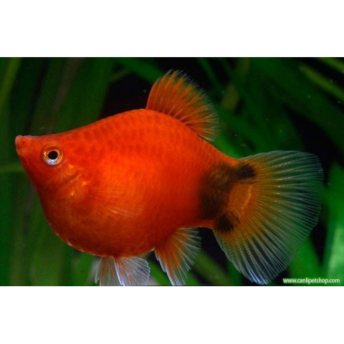 Plati Balon 1 Adet 2-3 Cm