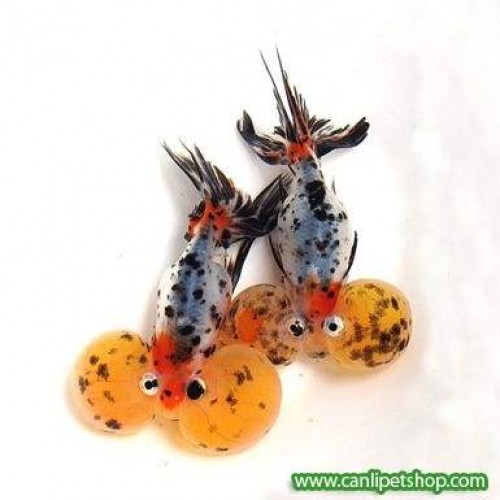 Japon Baligi Balongöz (Kesegöz) 1 Adet 7-8 Cm