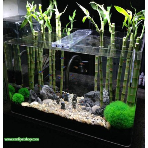 Bambu Kamışı 15-20 Cm