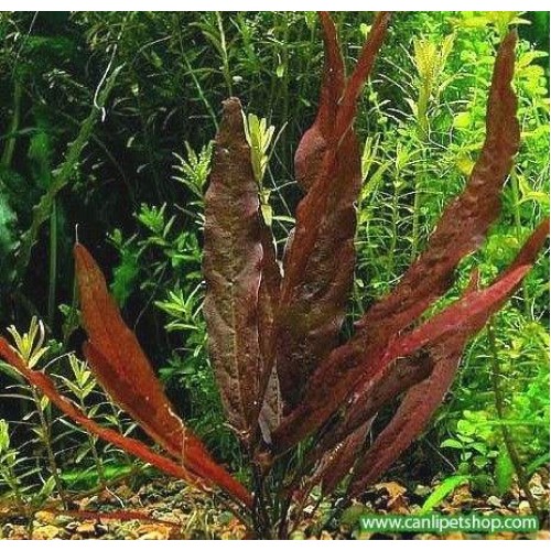 Barclaya longifolia 'Red' bulb Bakımı Kolay