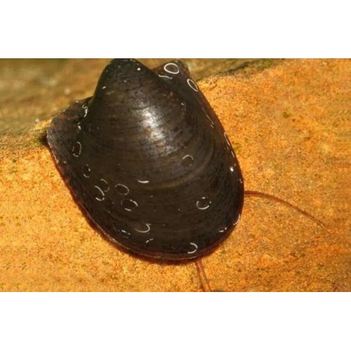 Batman Nerite Salyangoz 1 Ad 1 Cm