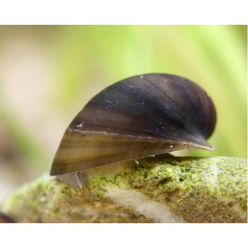 Batman Nerite Salyangoz 1 Ad 1 Cm