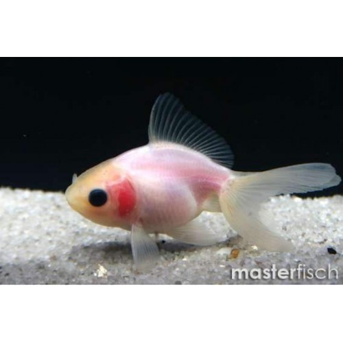 Japon Balığı Bebek Göz 1 ad 6-9 Cm Civarı