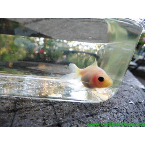 Japon Balığı BLACK EYE 10 ADET 4-5 CM