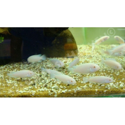 .Prenses Beyaz Ciklet 4 Ad 3-5 Cm 