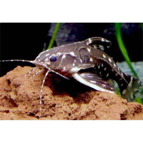 Vatoz Konuşan Benekli 1 Adet 2-4 Cm