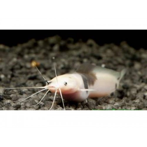 Kedi Balığı Benekli 1 Adet 6-7 Cm