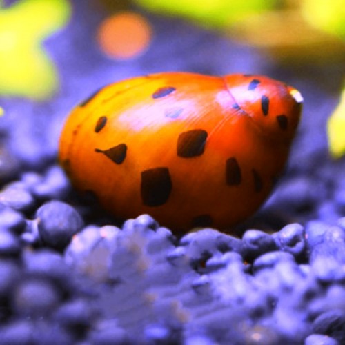 Orange Spotted Benekli Nerite Salyangoz 1 Adet