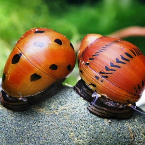 Orange Spotted Benekli Nerite Salyangoz 1 Adet