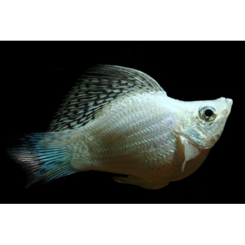 Molly Balon 1 Adet 3-4 Cm Bright White