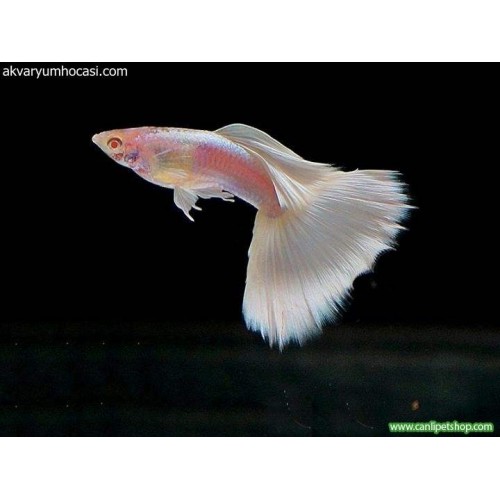 Lepistes Full white 1 Ad Dişi 3-5 Cm