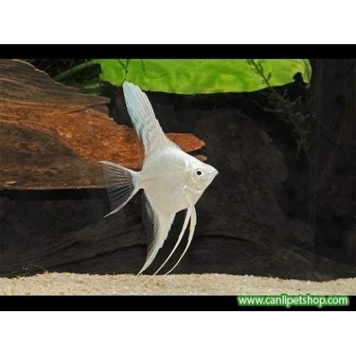 Melek Full Beyaz 1 adet 3-4 Cm