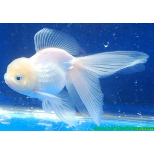 Japon Oranda Beyaz Kelebek Kuyruk 1 Ad 7-9 Cm A KALİTE KÖPÜK KAFA