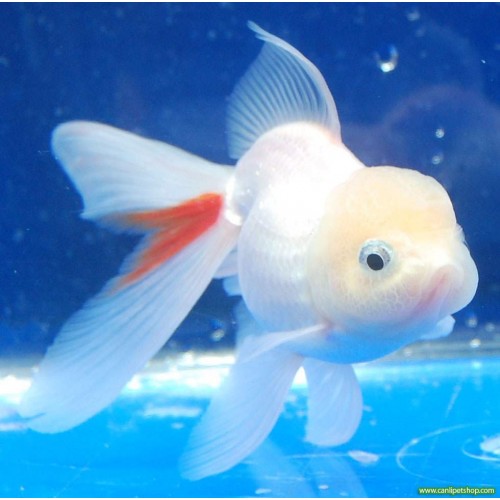 Japon Oranda Beyaz Kelebek Kuyruk 1 Ad 7-9 Cm A KALİTE KÖPÜK KAFA
